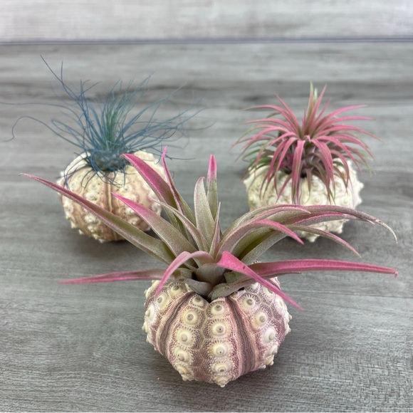 🔆AIR PLANT BUDDIES🔆 LIVE PLANTS SHIPPED WITH CARE - Picture 7 of 10
